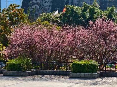 王金祥 | 七律·咏松源特产