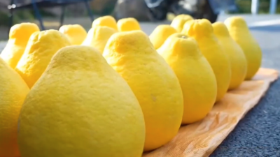 新春走基层 情暖和美乡村 广东梅州 南福金柚串起两代人的坚守与创新