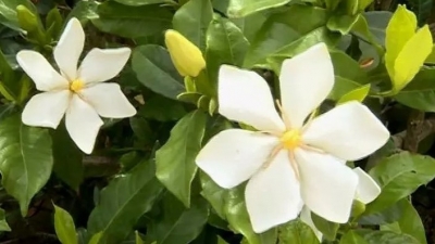 【渐冻人钟展峰专栏】栀子花