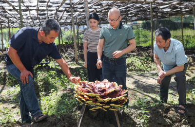 梅州市农林科学院：以“三个引领” 赋能乡村特色产业发展 