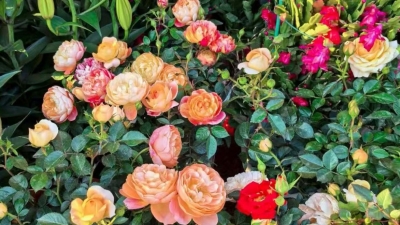 【渐冻症人钟展峰专栏】微 光