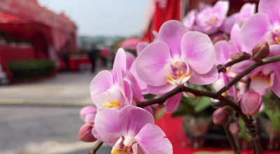 梅州V视丨云逛迎春花市 把新春好运带回家