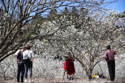 花开“卖花”，果熟“卖果”！五华双华镇奏响农文旅融合发展新乐章