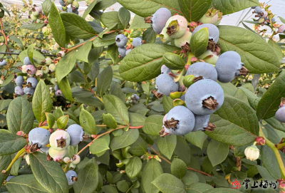 平远蓝莓喜迎丰收季 科技赋能助推乡村振兴