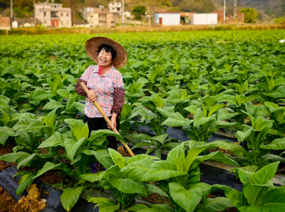 烟稻轮作兴沃野 政企同心促振兴！大埔县洲瑞镇特色产业赋能“百千万工程”