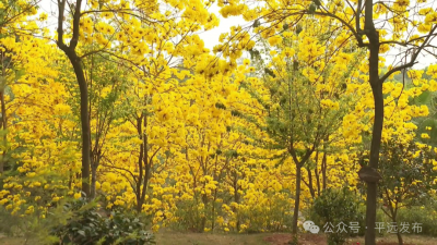 黄花缀枝桠 街头披“金甲”