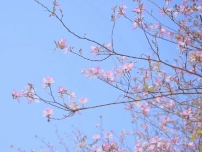 紫荆花盛放，五华春意正浓！