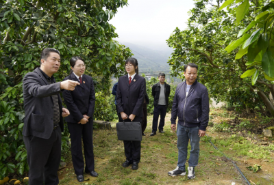 柚花飘香 法治护航！梅县区检察院深入田间地头守护金柚产业发展