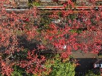 梅州春暖，木棉花开