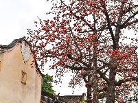 梅州春暖，木棉花开