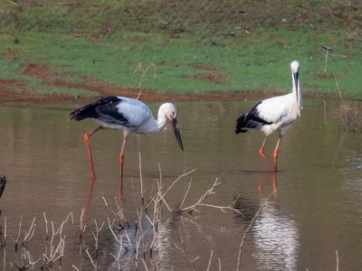 守护“蓝天精灵”，擦亮生态名片！梅州全力推进鸟类保护三年攻坚行动