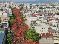 梅州春暖，木棉花开