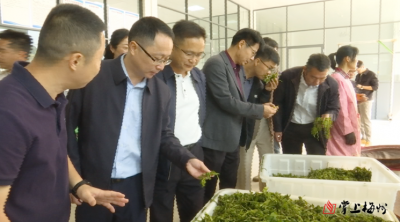 蕉岭县南磜镇茶叶加工技术培训基地揭牌成立  