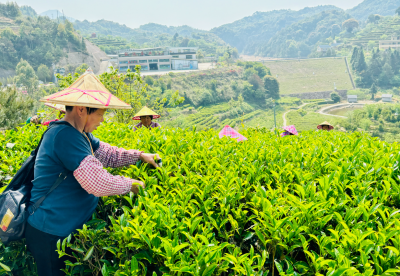 云雾催新芽 茶香满山城！大埔10.8万亩茶园迎春茶采摘黄金期