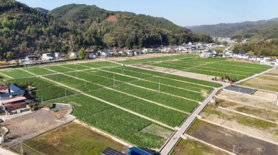 从撂荒“巴掌田”到百亩蕉园！蕉岭县蓝坊镇把荒地种成了“致富田”