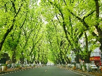 枯木逢春，梅城街头绿意上线！