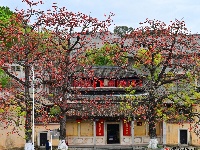 梅州春暖，木棉花开