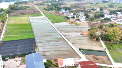 抢时间！蕉岭各地忙忙忙……