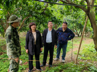 送技术、赠化肥、谋品牌！省农科院团队为梅州柚产业支招