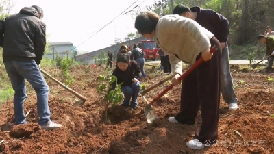 不负春光添新绿！平远县长田镇开展义务植树活动