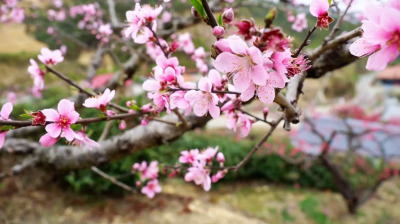 桃韵满山间 客从远方来！丰顺八乡山鹰嘴桃花引客赏春