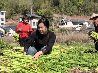 平远县热柘镇上山村党支部书记张利华：巾帼掌舵振兴路 上山绘就幸福卷