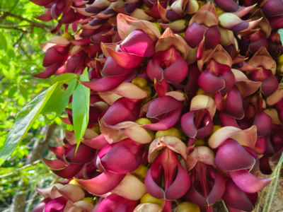 共赴“紫雀”之约！大埔丰溪保护区大果油麻藤进入赏花期