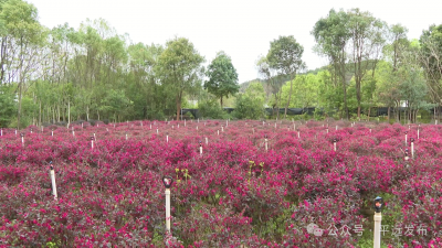 春回大地植绿忙！平远县备足优质苗木保障春季造林