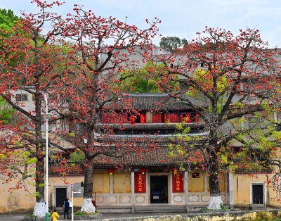 梅州春暖，木棉花开