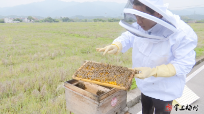 蜜蜂来“打工” 山野酿“丰收”！蕉岭万亩花海迎来“黄金助攻”