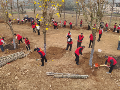 “红马甲”齐上阵！这个植树节，蕉岭县三圳镇把绿意种满乡村