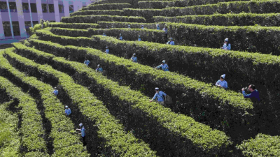 春茶飘香！万亩兴宁单丛茶，开采！