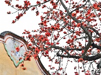 梅州春暖，木棉花开