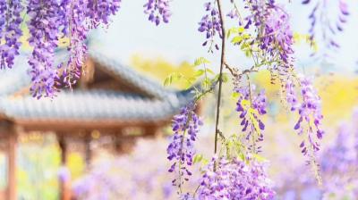 平远：紫藤花开 醉美春景引客来