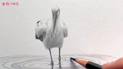 梅州V视丨共赴一场飞羽之约！广东省第45届“爱鸟周”梅州分会场系列活动即将启幕