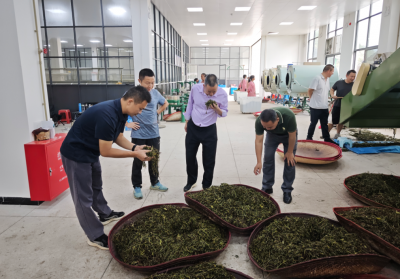 科技赋能茶产业！梅州农林专家深入蕉岭南磜镇助力乡村振兴