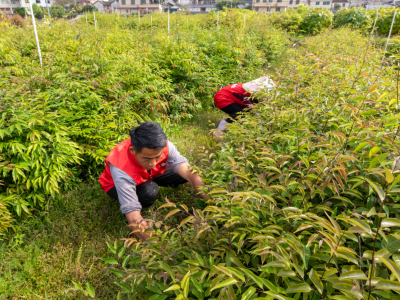 梅州：人勤春来早 苗圃春管忙