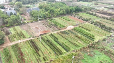 栽“绿”正当时！蕉岭苗木市场“备货忙”