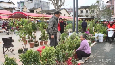 新春栽“绿”正当时！平远苗木市场“绿意”涌动、产销两旺