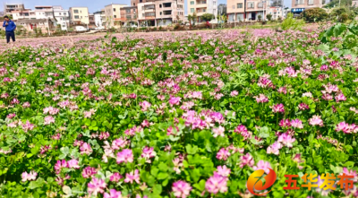 春耕添 “绿动力”！五华200亩紫云英翻耕入土滋养良田