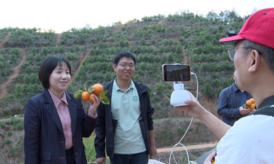 丰产又旺销！兴宁永和镇3万多斤沃柑搭上“电商快车”
