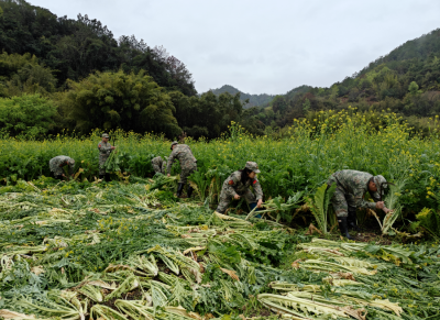 平远：民兵助农抢收忙，军民同心促丰收