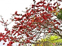 梅州春暖，木棉花开