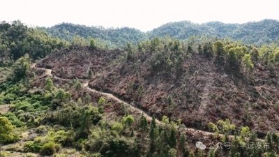 春风染绿山岗！看，河头开春农户油茶种植忙