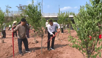 “植”此青绿，不负春光！平远各地开展形式多样植树活动