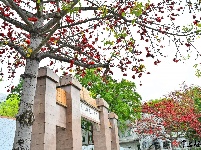 梅州春暖，木棉花开