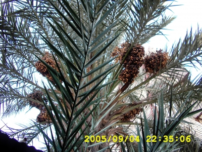 刘能强 | 伊朗记事