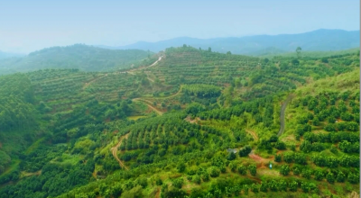 筑牢生态屏障 厚植绿色根基！梅县区今年规划种植苗木71万多株