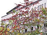 梅州春暖，木棉花开