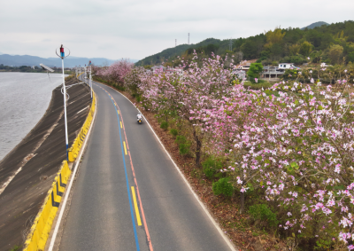 处处繁花、景美如画！蕉岭新晋春日绝美打卡地等你来解锁~